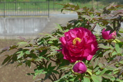 P1210974　高貴（花言葉）