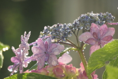 P1068868　雨上がりの紫陽花