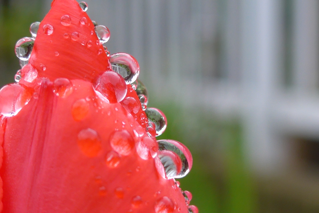 P1140620　水滴