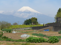 P1080521　４月 12日 富士山と畑