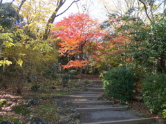 秋色の公園