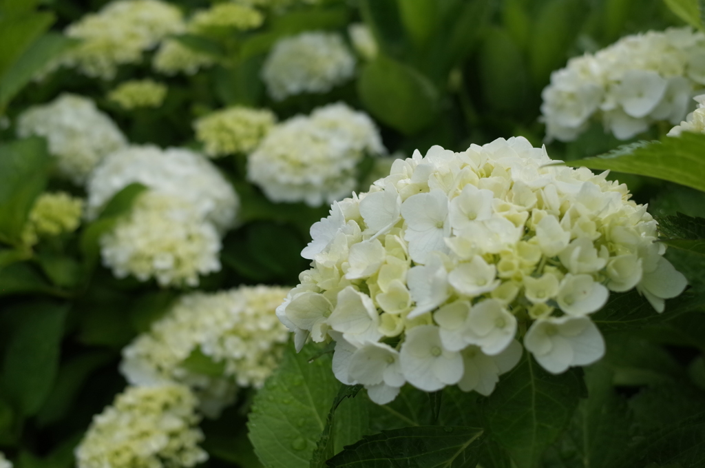 R0352364　あじさい