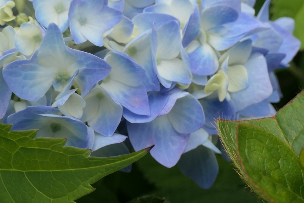 P1045761　さわやかブルー