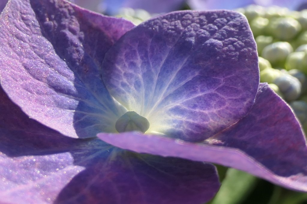 P1045975　紫陽花の装飾花