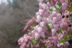 P1370656　アセビ
