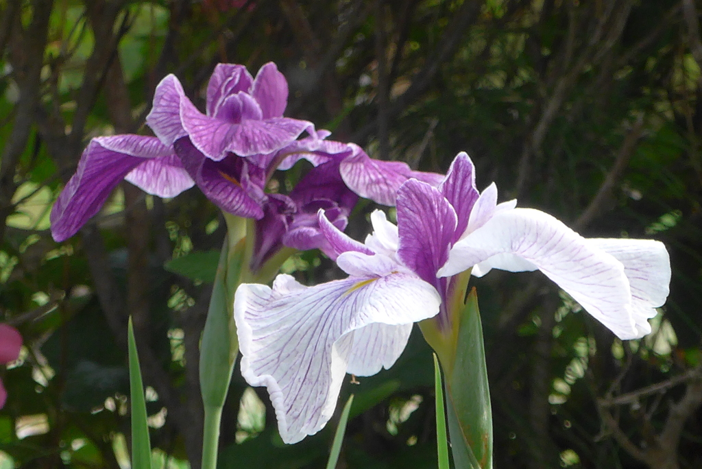 P1230264　花菖蒲
