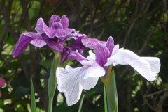 P1230264　花菖蒲