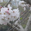 P1350337　さくら