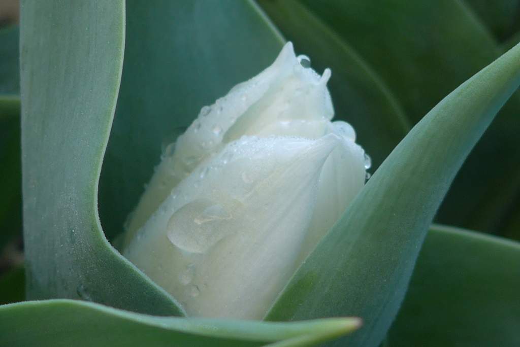 P1210161　純真（花言葉）