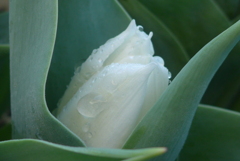 P1210161　純真（花言葉）