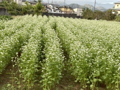 IMG_0263　蕎麦畑