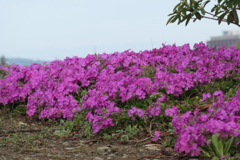 P1035384　芝桜