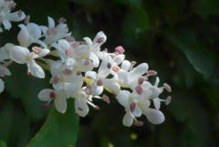 P1320974 小さな花 P1320974 小さな花