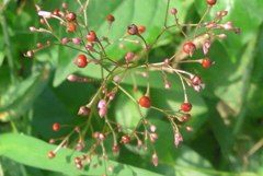 P1240962　道端にて