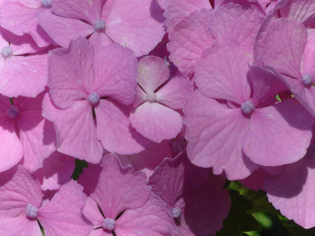 P1100146　あじさい