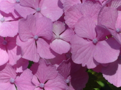 P1100146　あじさい