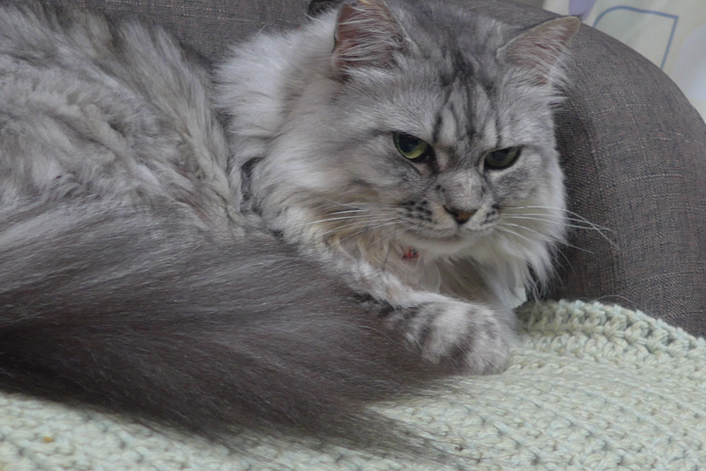 P1150856　ごきげんななめ…
