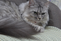 P1150856　ごきげんななめ…