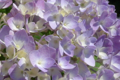 P1220984　あじさい