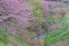 P1000749　春