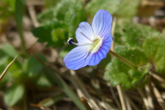 P1200413　小さな野の花