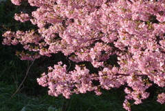 P1200344　河津桜