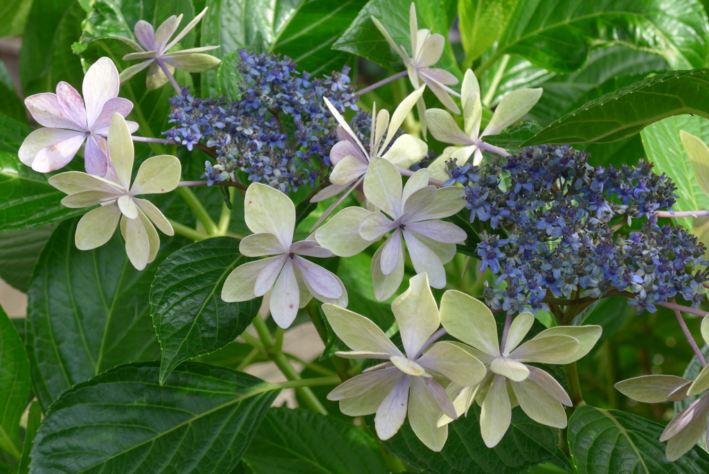 P1270898　ラストダンス