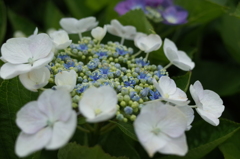 R0353202　あじさい