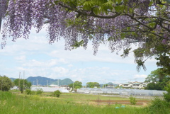 P1220452　藤の咲く風景