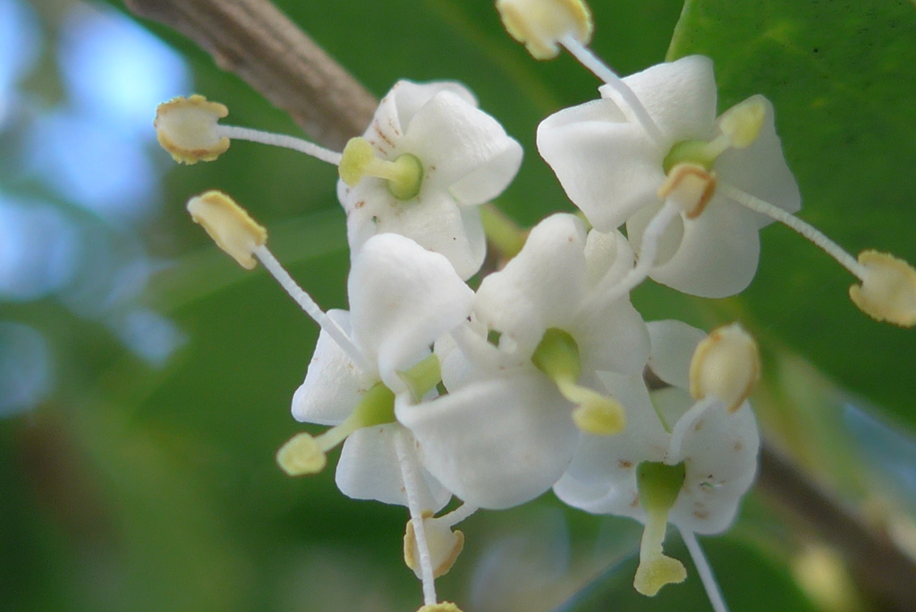 P1120595　ヒイラギの花