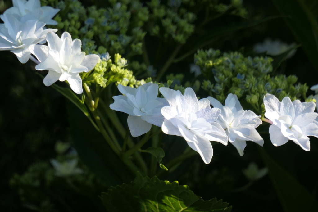 P1012131　朝の光に