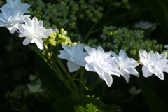 P1012131　朝の光に