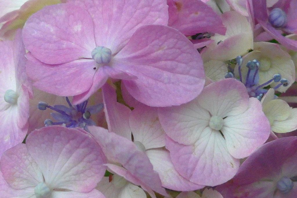 P1230496　あじさい