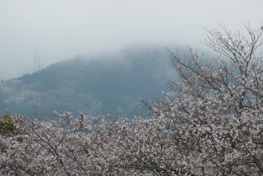 P1057903　雨上がりの山と桜