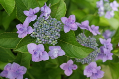 R0353945　紫陽花