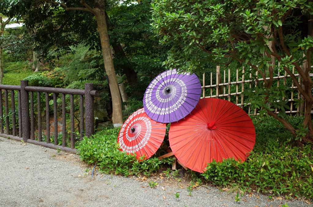 R0352077　三島楽寿園にて