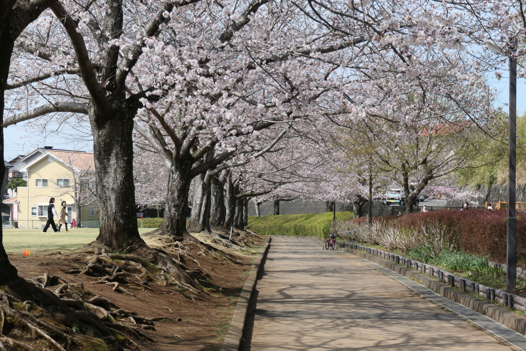 P1023508　いつもの公園で