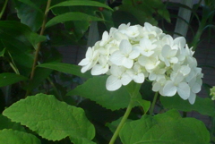 P1230804　アナベル