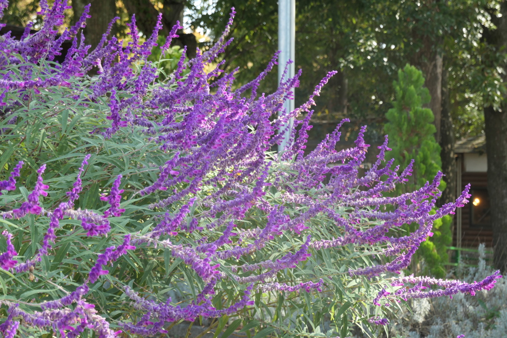 P1023085　三島楽寿園にて