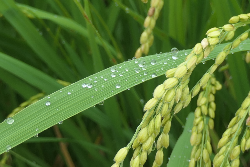 P1046838　雨上がりの稲