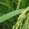 P1046838　雨上がりの稲