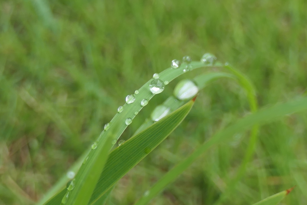 P1046797　水玉