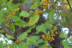 P1390269　ツルウメモドキ