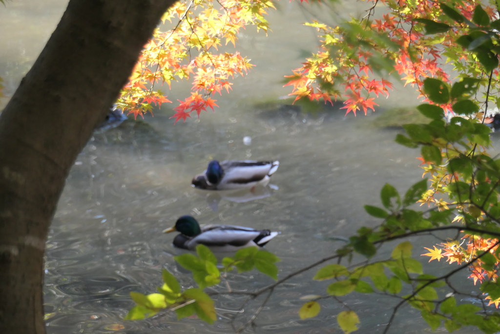 P1069618　紅葉とカモさん