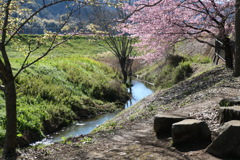 P1035171　河津桜咲く小さな公園