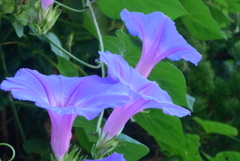 P1390142　ヘブンリーブルー