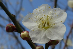 P1130691　孤高