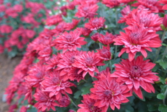 P1180884　小菊