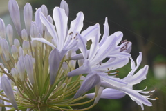 P1230859　愛の花