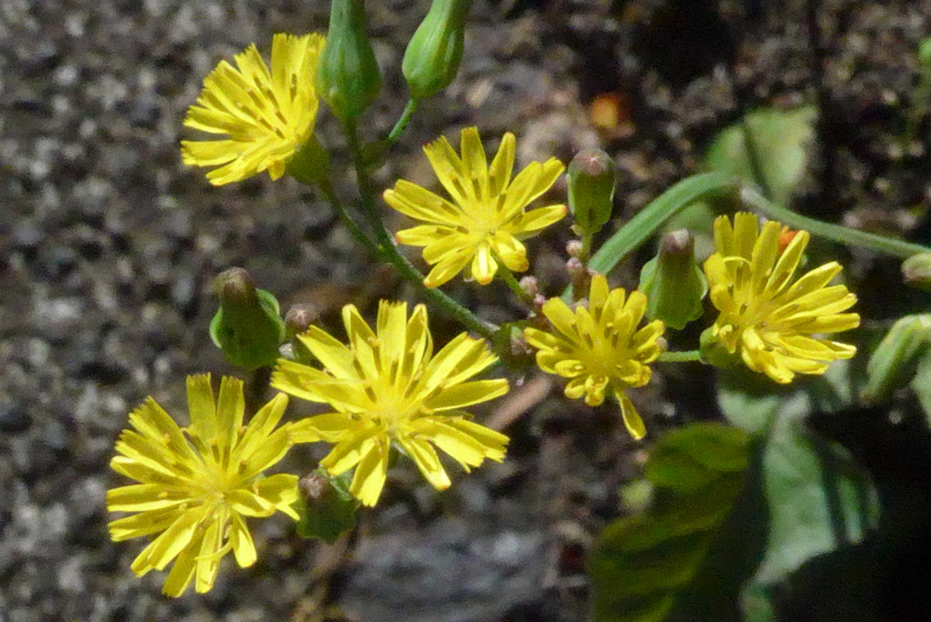 P1330118　野の花